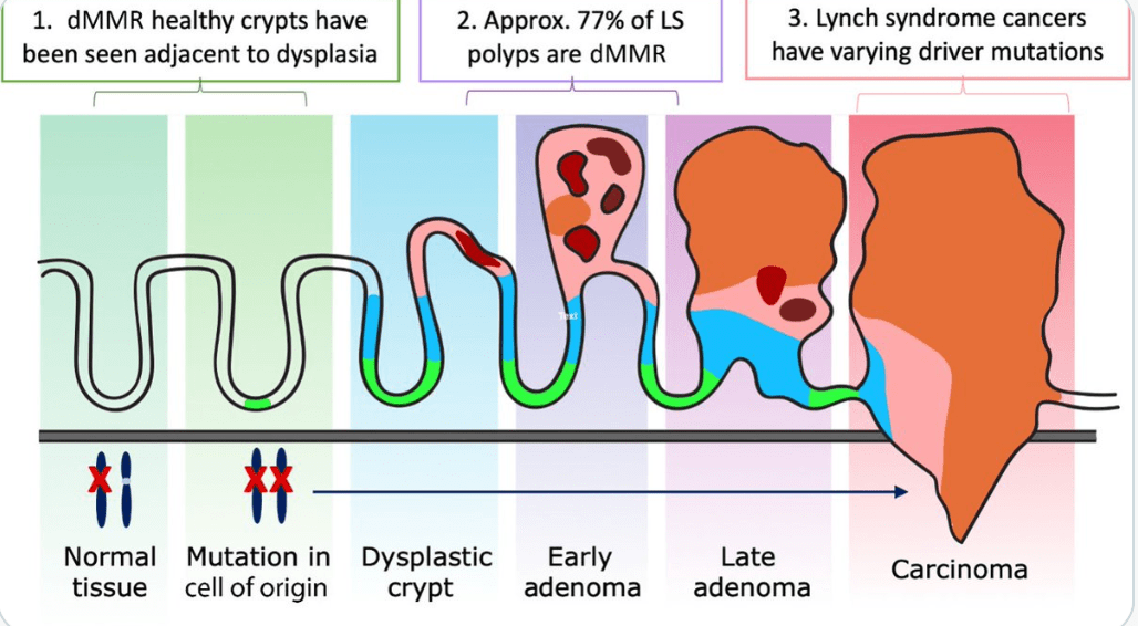 Biology of Precancers and Opportunities for Cancer Interception: Lesson from Colorectal Cancer Susceptibility&nbsp;Syndromes